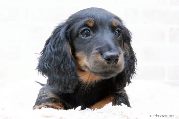 ID：2111-03384の子犬