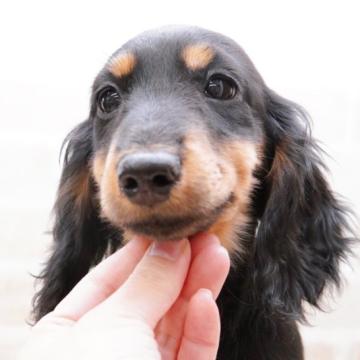 ミニチュアダックスフンド(ロング)【神奈川県・女の子・2022年8月12日・ブラック&タン】の写真「両親JKCチャンピオン✨PRAクリア✨」