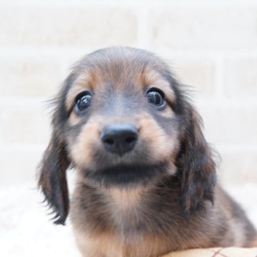 ミニチュアダックスフンド(ロング)【神奈川県・男の子・2024年8月23日・シェーデッドレッド】の写真「✨️両親JKCチャンピオン✨️健全健康✨️」