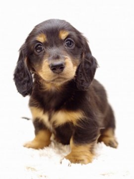 ミニチュアダックスフンド(ロング)【神奈川県・男の子・2019年4月27日・ブラック&タン】の写真「《パパインター＆JKCCH》PRA安心♪」