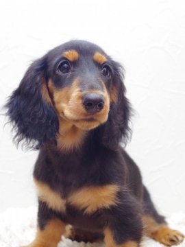 ミニチュアダックスフンド(ロング)【神奈川県・女の子・2019年4月27日・ブラック&タン】の写真「《パパINT.CH》おトイレ上手♪PRA安心♪」