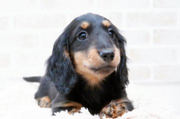 ミニチュアダックスフンド(ロング)【神奈川県・女の子・2021年10月25日・ブラック&タン】の写真「父インターチャンピオン✨母JKCチャンピオン✨」