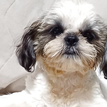 シーズー【長野県・男の子・2025年8月1日・ゴールド&ホワイト】の写真「2番くん♂️かわいい男の子🎵」