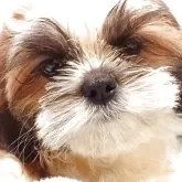 シーズー