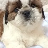 シーズー