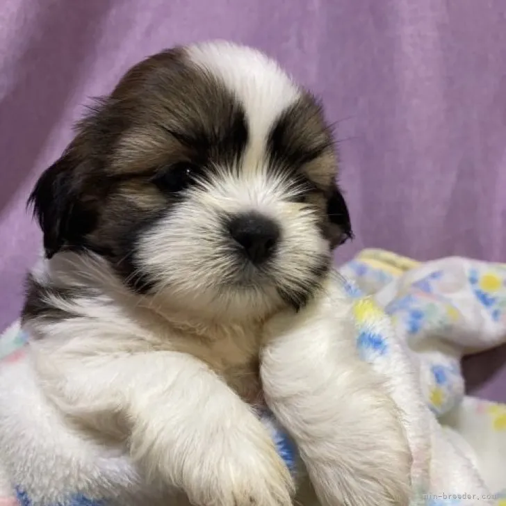 ID:2306-04921の子犬