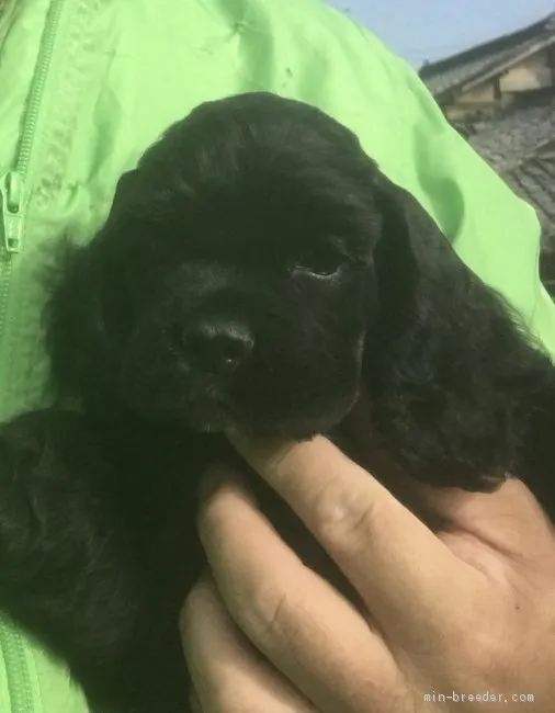 ID:2011-03291の子犬