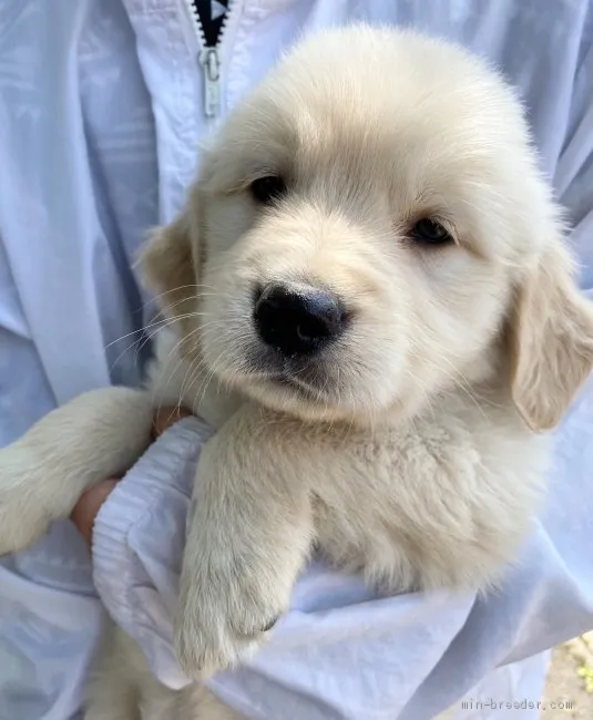 ID:2004-03696の子犬
