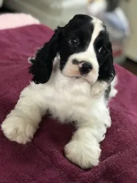 アメリカンコッカースパニエル dog_img_1_thumb_mob_46cbe0c4d8