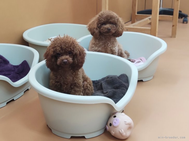 富永　雅史(とみなが　まさふみ)ブリーダー(福岡県・チワワ(ロング)など・JKC登録)の紹介写真4