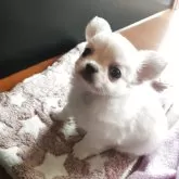 チワワ(ロング)【福岡県・男の子・2025年8月30日・ホワイト&クリーム】の写真3