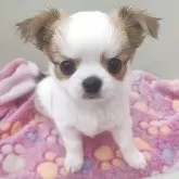 チワワ(ロング)