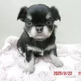 チワワ(ロング)