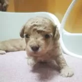 ティーカッププードル