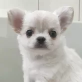 チワワ(ロング)