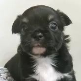 チワワ(ロング)