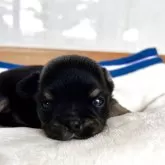チワワ(ロング)