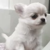 チワワ(ロング)【福岡県・男の子・2025年8月30日・ホワイト&クリーム】の写真10