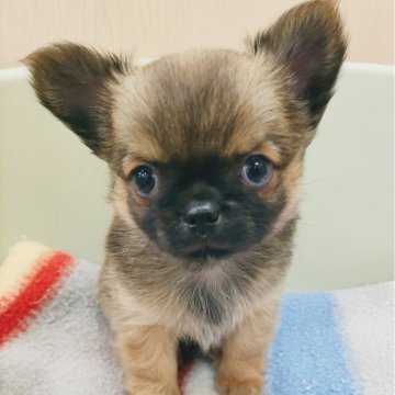 チワワ(ロング)【福岡県・男の子・2024年1月26日・フォーンセーブル】の写真「3/23日迄の受付けです！
お問い合わせ下さい！」