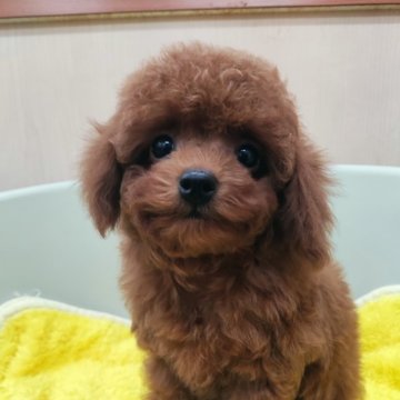 トイプードル(ティーカップ)【福岡県・女の子・2024年6月13日・レッド】の写真「総額表示！」