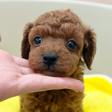 トイプードル(タイニー)【福岡県・男の子・2024年6月13日・レッド】の写真「総額表示です！」