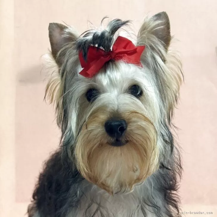 ID:2412-07070の子犬