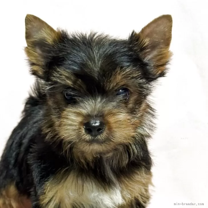 ID：2504-06434の子犬