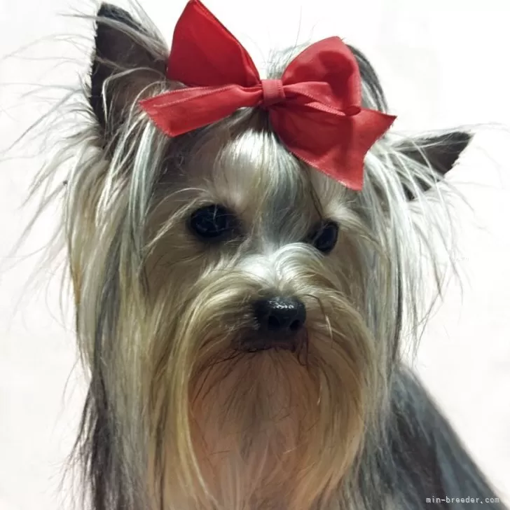 ID:2502-05031の子犬