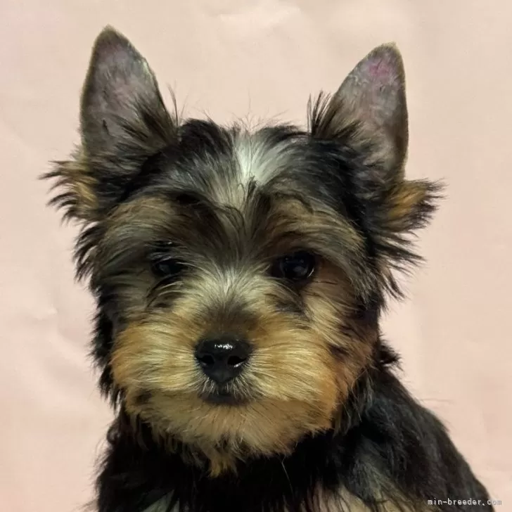 ID:2410-05704の子犬
