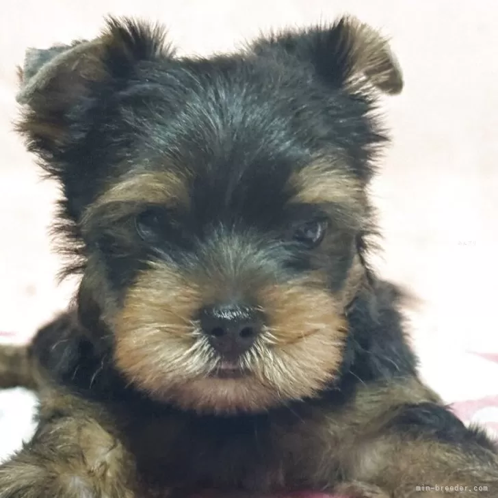 ID：2507-04170の子犬