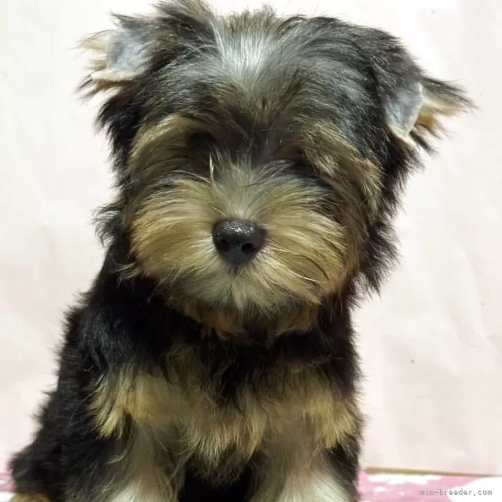 ID：2508-02113の子犬