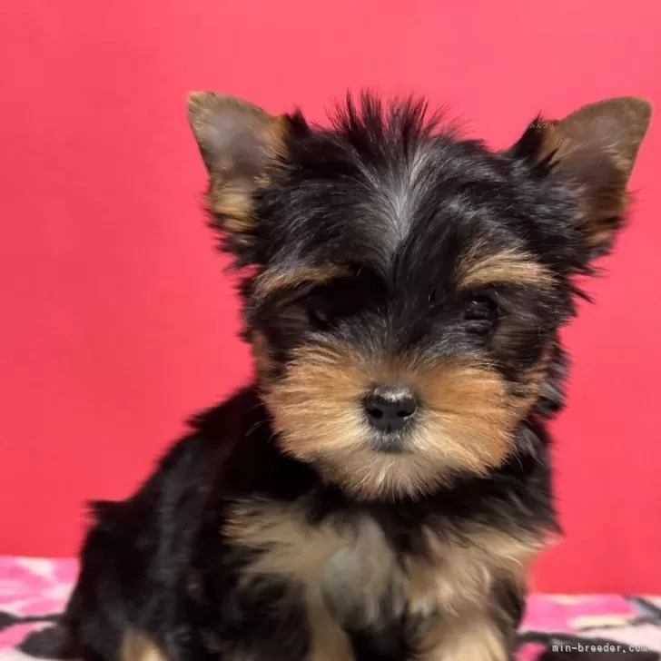 ID:2312-06786の子犬