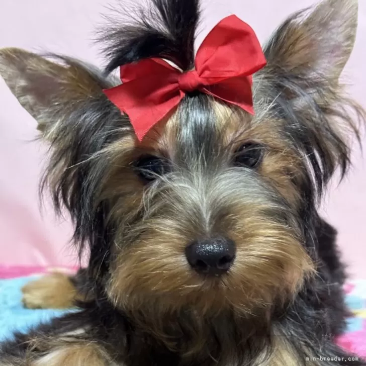 ID:2406-04620の子犬