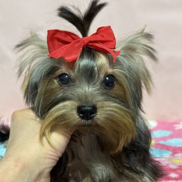 ヨークシャーテリア【広島県・女の子・2024年4月24日・スティールブルー&タン】の写真「小ぶりな女の子」