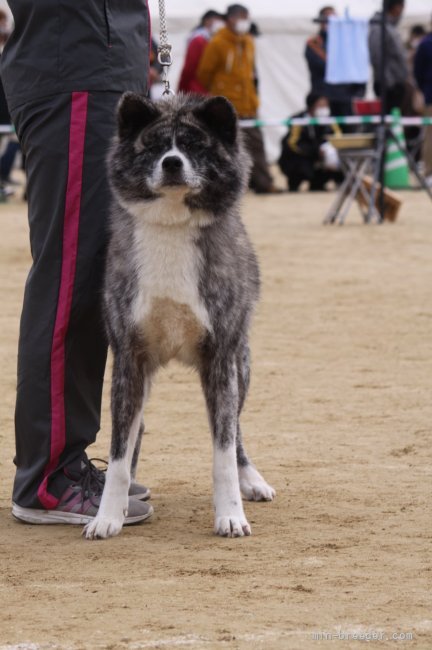 上野裕子ブリーダーのブログ 秋田犬保存会 本部展 In 岡山 21 12 11 みんなのブリーダー 上野裕子ブリーダーのブログ 秋田犬保存会 本部展 In 岡山 21 12 11 みんなのブリーダー