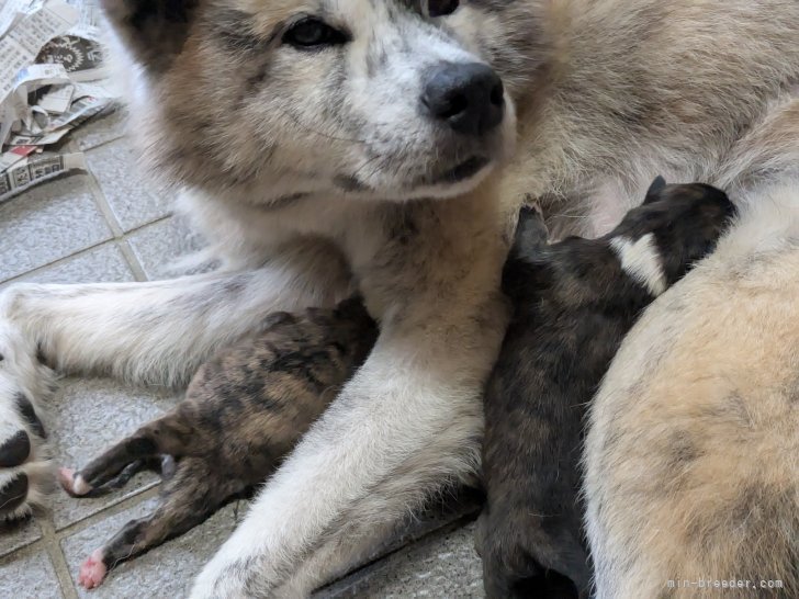 上野裕子ブリーダーのブログ：あみちゃんの子が産まれました🐶