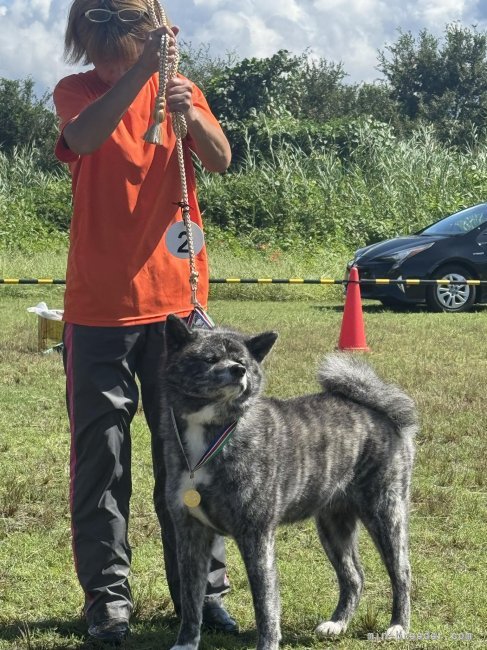 上野裕子ブリーダーのブログ：第62回香川県支部展
