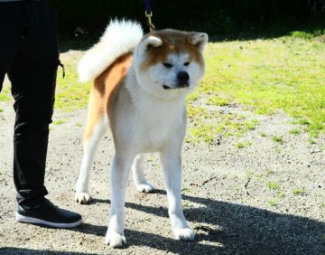 滋賀県の秋田犬のブリーダーのブログ特集 2ページ目 みんなのペットライフ 滋賀県の秋田犬のブリーダーのブログ特集 2ページ目 みんなのペットライフ