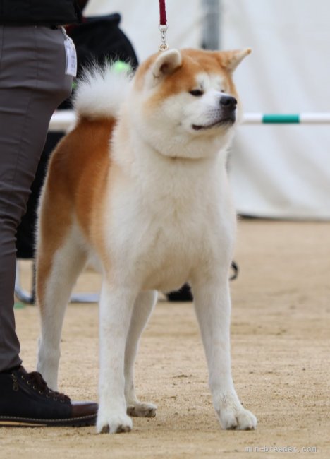 上野裕子ブリーダーのブログ 秋田犬保存会 本部展 In 岡山 21 12 11 みんなのブリーダー 上野裕子ブリーダーのブログ 秋田犬保存会 本部展 In 岡山 21 12 11 みんなのブリーダー