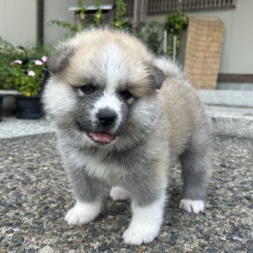 秋田犬【滋賀県・男の子・2025年7月20日・赤】の写真「もふもふの可愛い男の子です🐶」