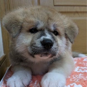 秋田犬【滋賀県・男の子・2024年12月3日・赤】の写真「牡らしい赤毛の子犬です🐶」