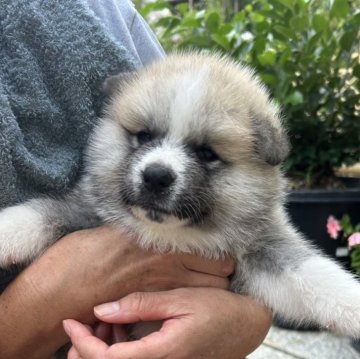 秋田犬【滋賀県・男の子・2025年7月20日・赤】の写真「もふもふの可愛い男の子です🐶」