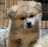 秋田犬