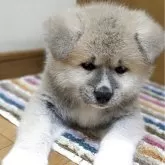 秋田犬【滋賀県・女の子・2025年5月31日・赤】の写真1