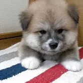 秋田犬【滋賀県・女の子・2025年7月30日・赤】の写真1