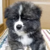 秋田犬