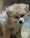 秋田犬【滋賀県・男の子・2024年12月3日・赤】の写真2