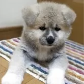 秋田犬【滋賀県・女の子・2025年5月31日・赤】の写真3