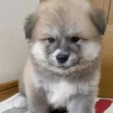 秋田犬【滋賀県・女の子・2025年7月30日・赤】の写真4