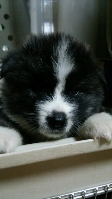 ちょびこ 様のお迎えした子犬